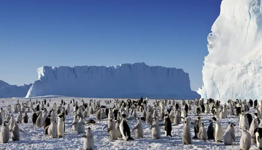 Visiting Antarctica: A Journey to the Frozen Frontier | Dastaan Tours