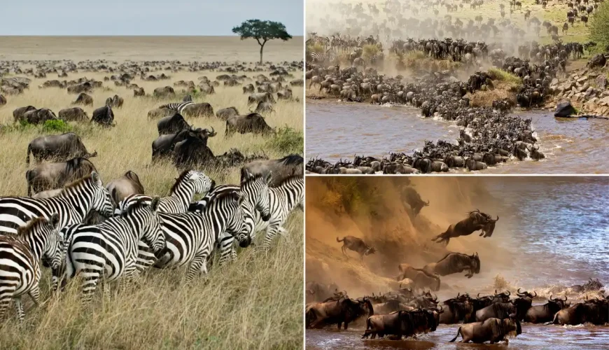 The Ultimate Safari Guide And The Great Migration | Dastaan Tours